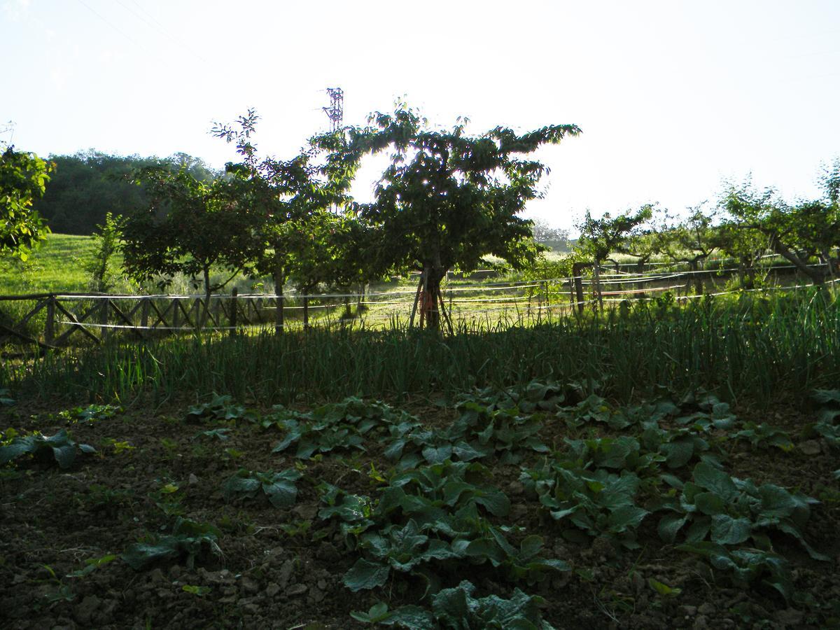 Azienda Agrituristica Colle San Giorgio Castiglione Messer Raimondo Buitenkant foto