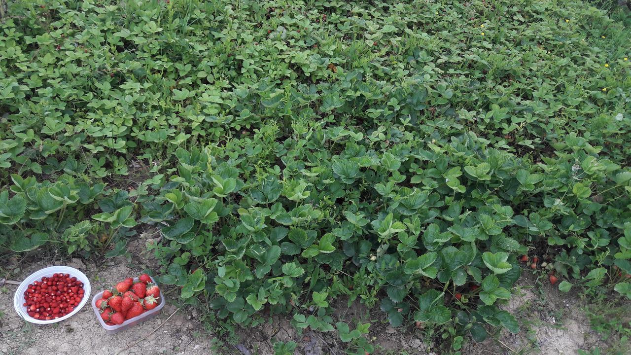 Azienda Agrituristica Colle San Giorgio Castiglione Messer Raimondo Buitenkant foto